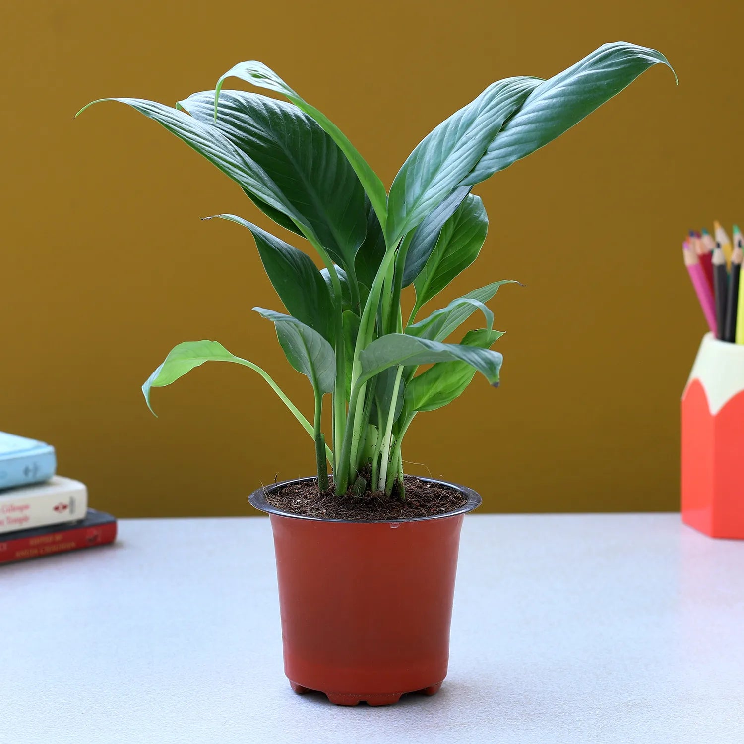 Peace Lily Indoor Plant