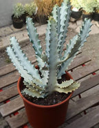 Euphorbia Lactea Ghost Cactus Plant