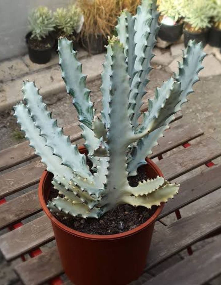 Euphorbia Lactea Ghost Cactus Plant
