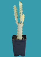 Euphorbia Lactea Ghost Cactus Plant