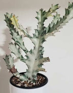 Euphorbia Lactea Ghost Cactus Plant
