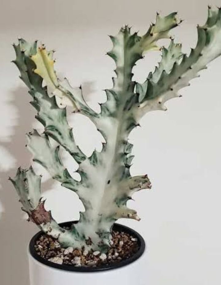 Euphorbia Lactea Ghost Cactus Plant