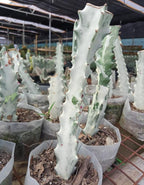 Euphorbia Lactea Ghost Cactus Plant