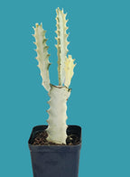 Euphorbia Lactea Ghost Cactus Plant