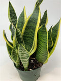 Sansevieria Superba Snake Plant