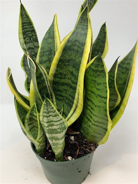 Sansevieria Superba Snake Plant