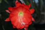 Brahma Kamal Epiphyllum Orange Plant