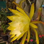 Brahma Kamal Ephyllum Pink Yellow Plant