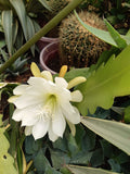 Brahma Kamal Ephyllum White Plant