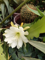 Brahma Kamal Ephyllum White Plant