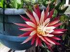 Zigzag Ephyllum  Fishbone Plant