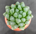 Haworthia Cooperi Silver Swirl Indoor Plant