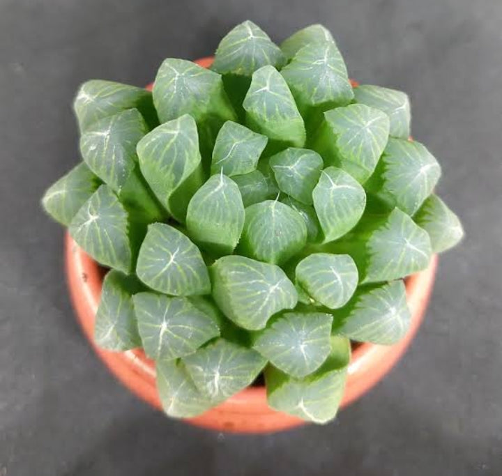 Haworthia Cooperi Silver Swirl Indoor Plant