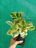 Peperomia Variegated Indoor Plant