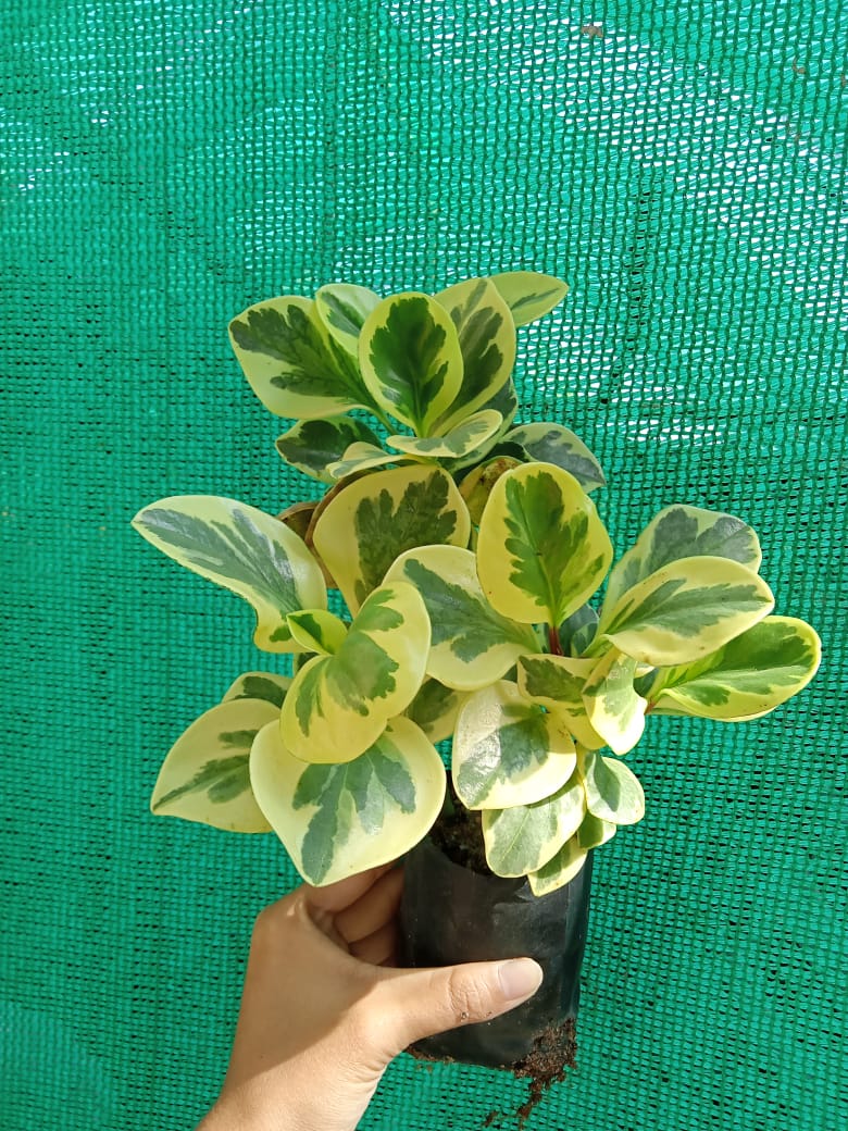 Peperomia Variegated Indoor Plant