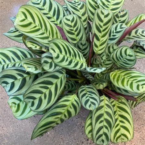 Calathea Burle Marx Plant