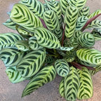 Calathea Burle Marx Plant