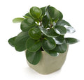 Peperomia Obtusifolia  Indoor Plant