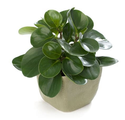 Peperomia Obtusifolia  Indoor Plant