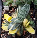Gasteria Minima Variegata Plant