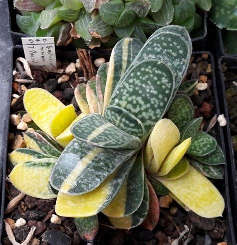 Gasteria Minima Variegata Plant