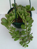 Hanging Crassula Trailing Jade Indoor Plant