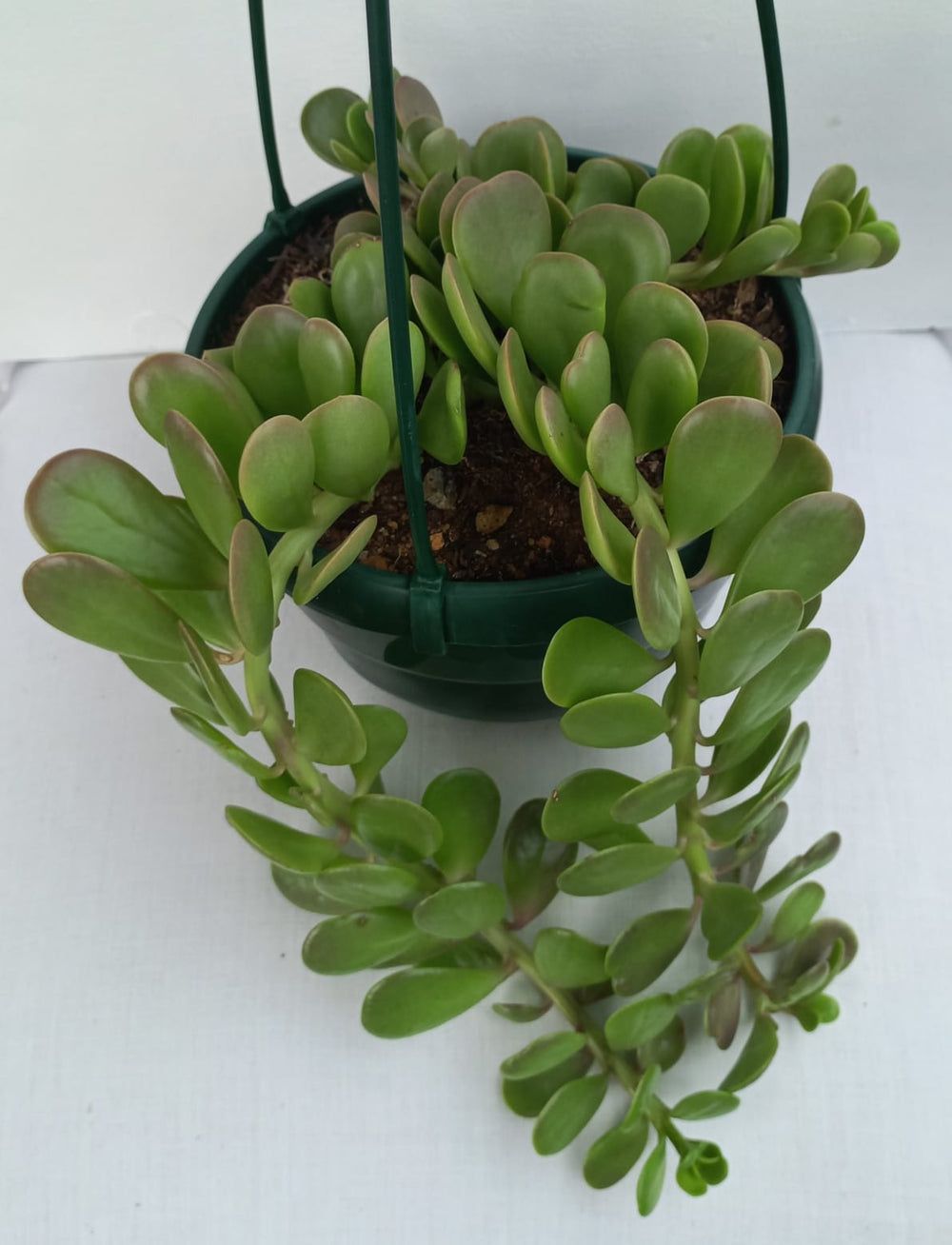 Hanging Crassula Trailing Jade Indoor Plant