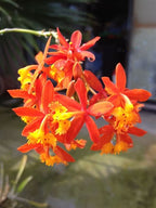 Epidendrum Radicans Plant,
