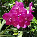 Vanda Brighton's Ruby Jewel Orchid Plant