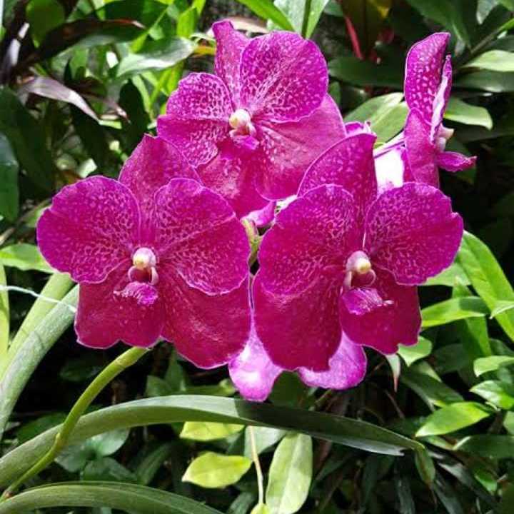 Vanda Brighton's Ruby Jewel Orchid Plant
