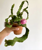 Mini Dragon Fruit Indoor Plant