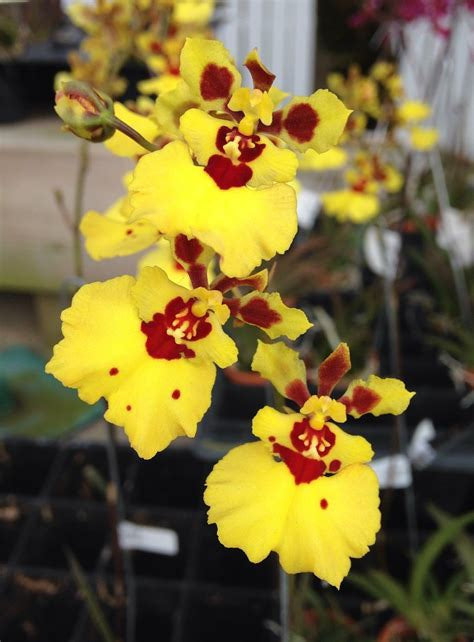 Tolumnia Yellow Orchid Plant
