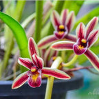 Cymbidium Aloifolium Orchid Plant