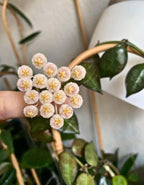 Hoya Krohniana Indoor Hanging Plant