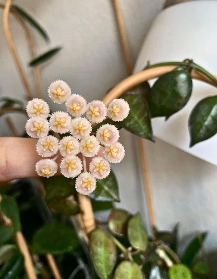 Hoya Krohniana Indoor Hanging Plant