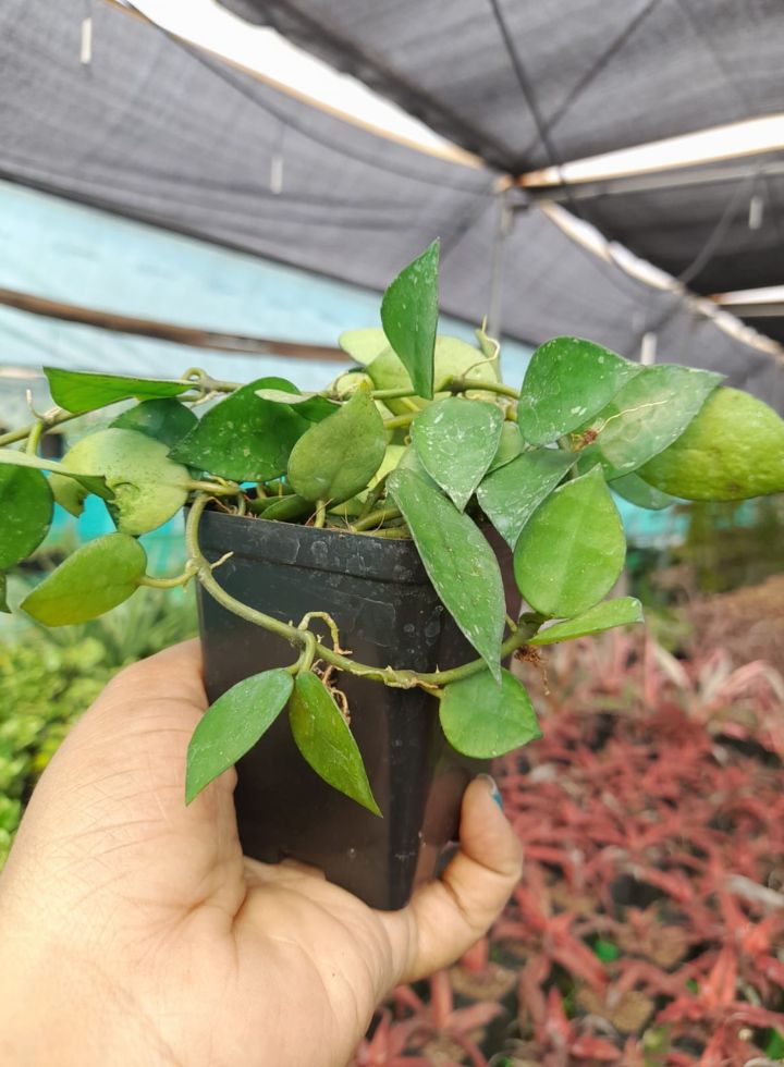 Hoya Krohniana Indoor Hanging Plant