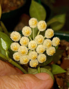 Hoya Krohniana Indoor Hanging Plant