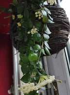 Hoya Krohniana Indoor Hanging Plant