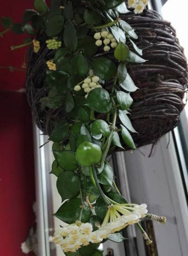Hoya Krohniana Indoor Hanging Plant