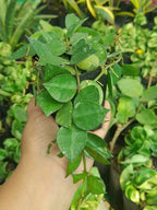 Hoya Krohniana Indoor Hanging Plant