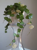 Hoya Krohniana Indoor Hanging Plant