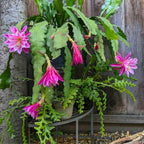 Epiphyllum Purple/Bicolour Plant