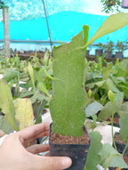 Epiphyllum Purple/Bicolour Plant