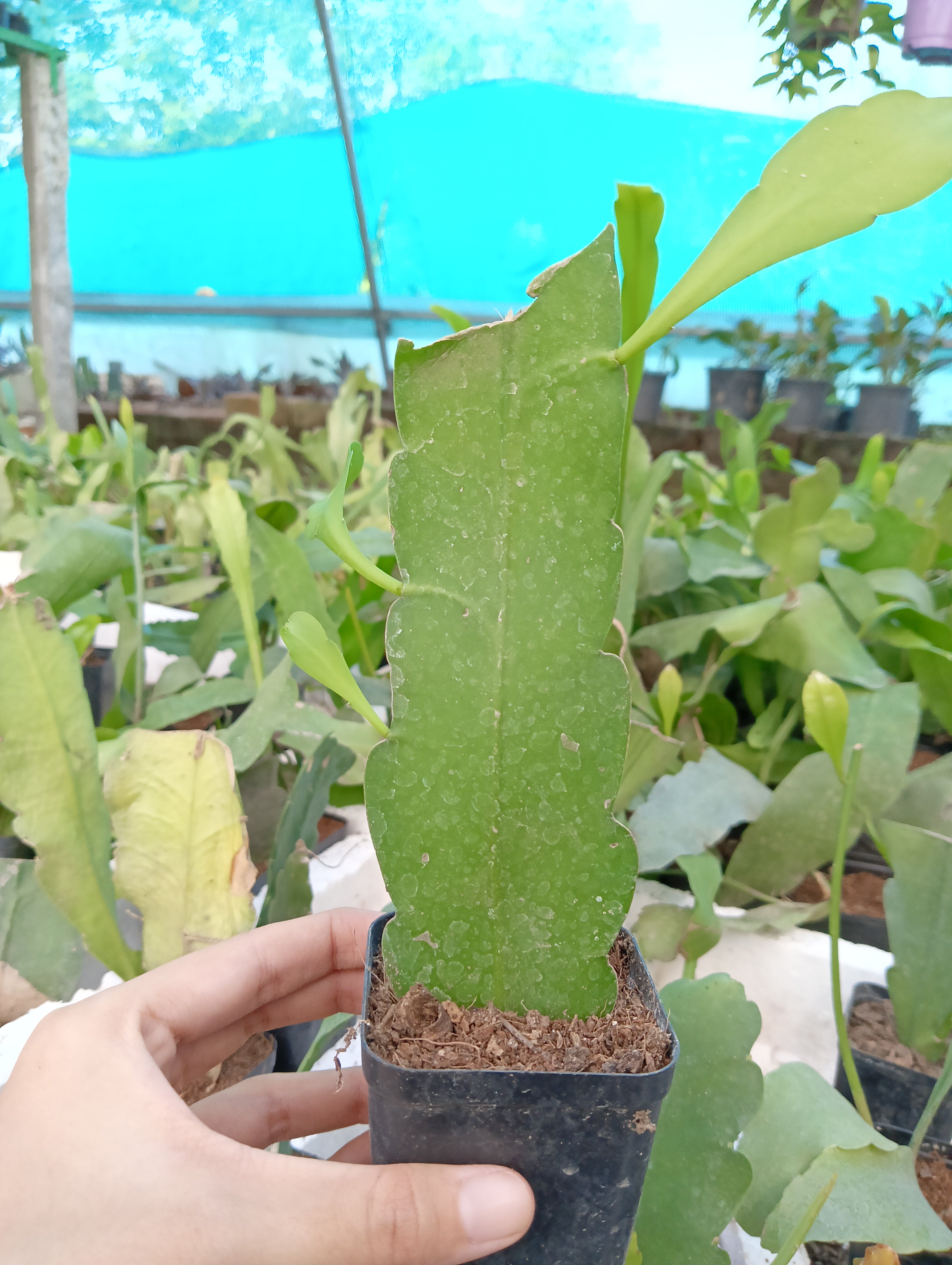 Epiphyllum Purple/Bicolour Plant