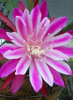 Epiphyllum Purple/Bicolour Plant