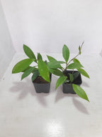 Hoya Pubicalyx 2 Plants Combo