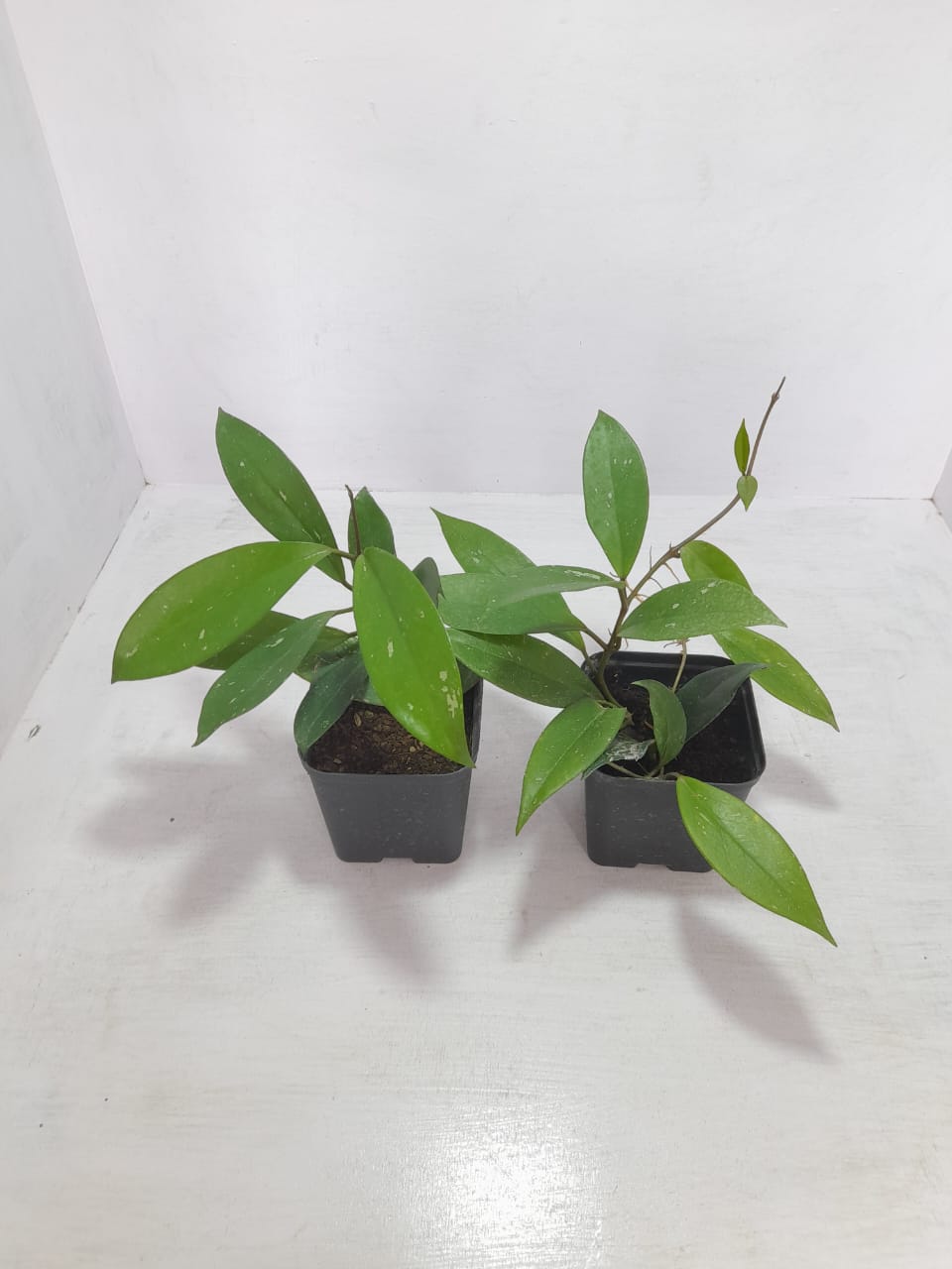 Hoya Pubicalyx 2 Plants Combo
