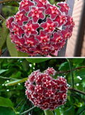 Hoya Pubicalyx 2 Plants Combo