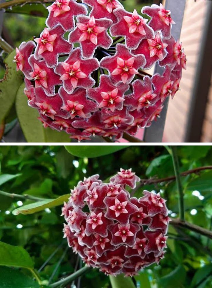 Hoya Pubicalyx 2 Plants Combo