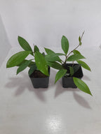 Hoya Pubicalyx 2 Plants Combo